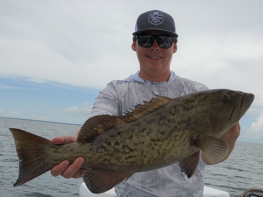 Gag Grouper caught late summer fishing in Tampa Bay