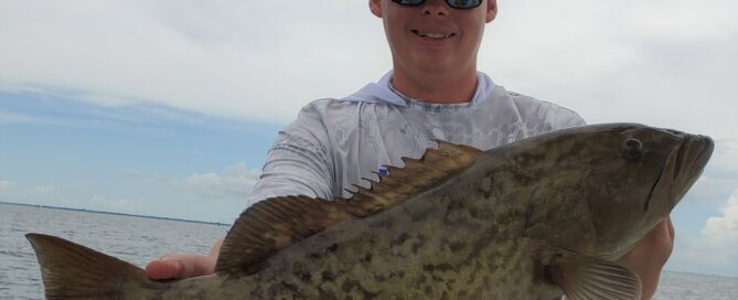 Gag Grouper caught late summer fishing in Tampa Bay
