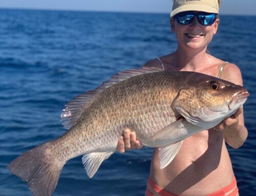 Mangrove Snapper – Tips and Techniques