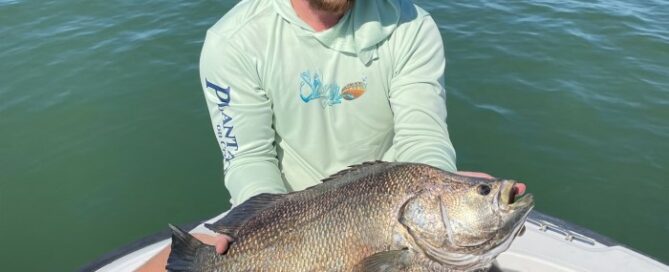 Tripletail fishing